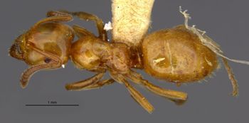 Media type: image;   Entomology 28993 Aspect: habitus dorsal view